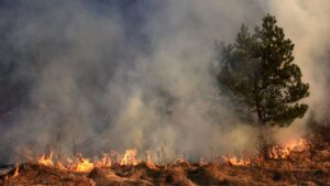 Will my homeowners insurance policy cover wildfire damage