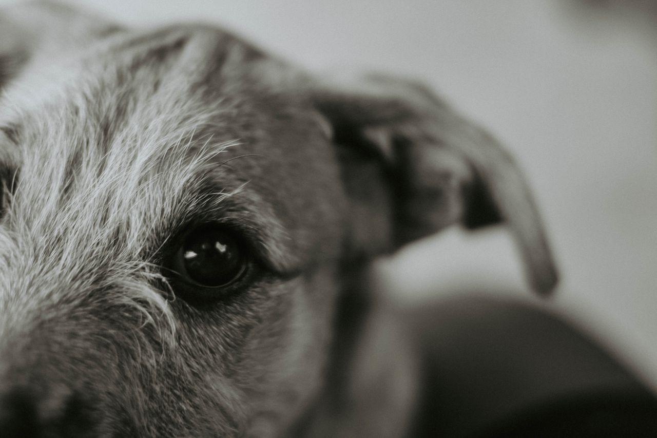 Dog eye